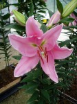[6283 Lilium 66 No01.JPG]